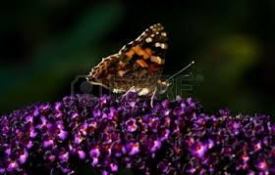 butterly wih folded wings