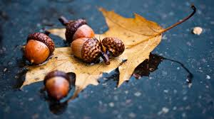 acorns