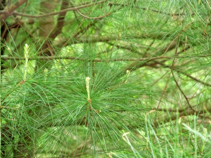 song-of-the-evergreen