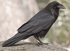 common_raven_glamor