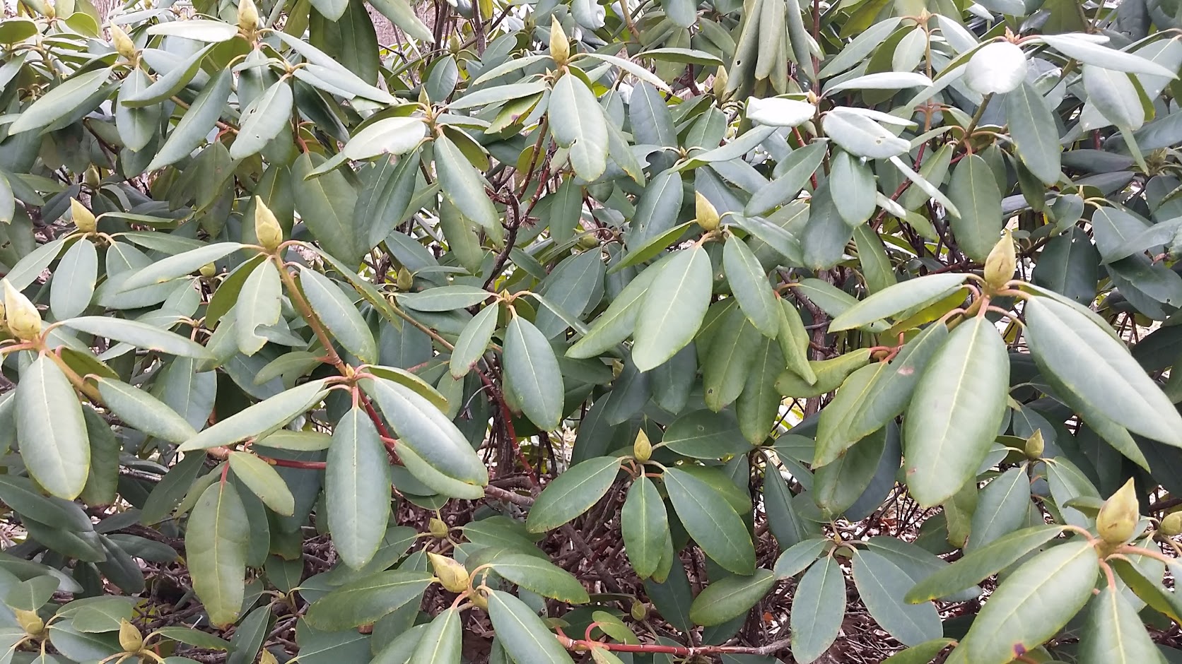 wintering rhododendron