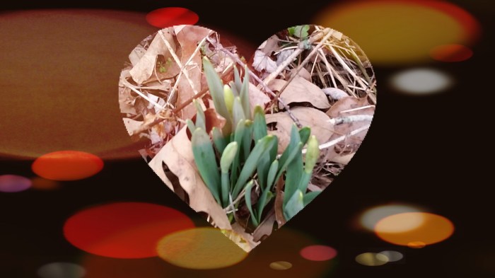 daffodil heart