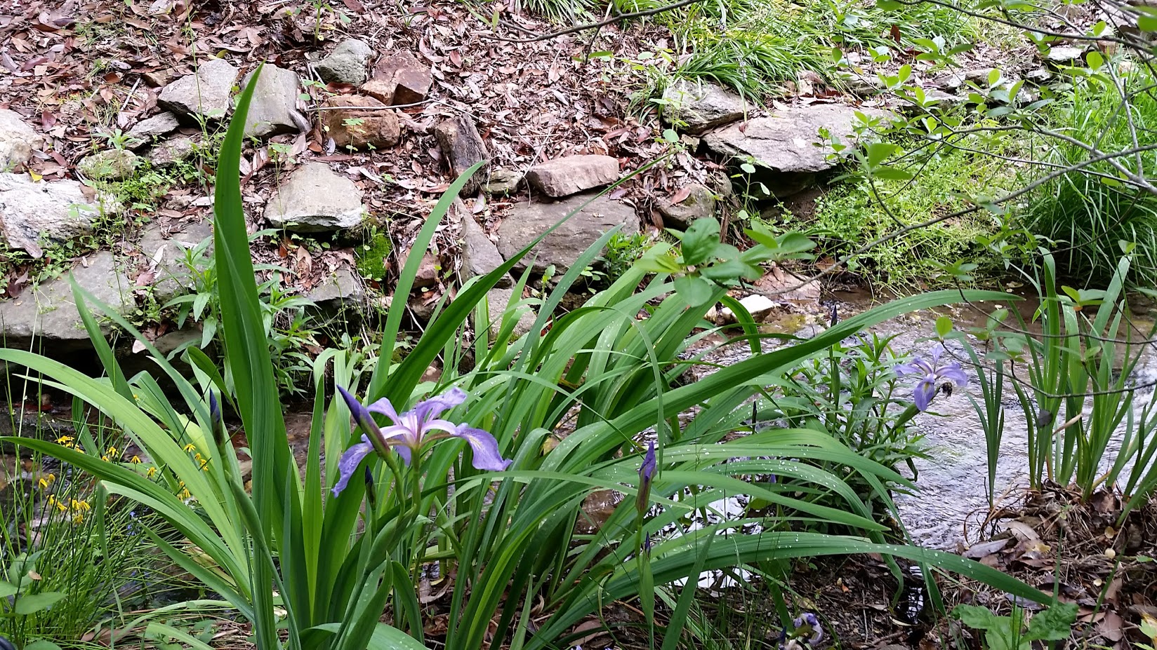 spring stream side