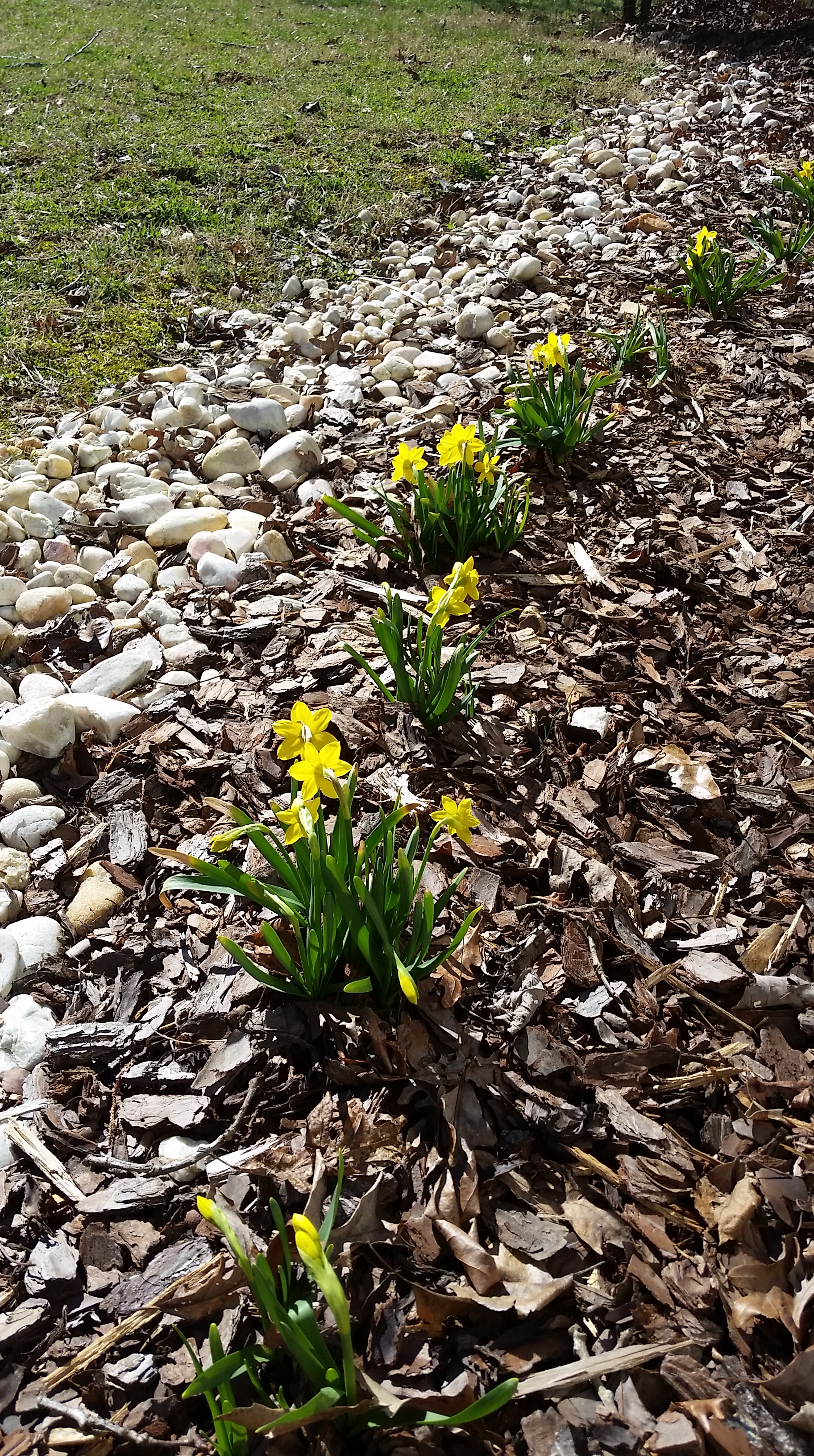 Daffodil Trail